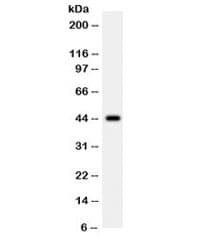 WNT2B Antibody