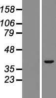 TRIM52 Protein (Over-Expression Lysate Myc-DDK (Flag))