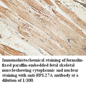 RPL27A Antibody