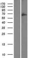 GOLGA8B / Golgin-67 Protein (Over-Expression Lysate Myc-DDK (Flag))