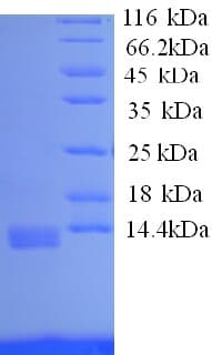 Dog IL8 / Interleukin 8 Protein (Recombinant His)