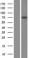 ADD1 / Adducin Alpha Protein (Over-Expression Lysate Myc-DDK (Flag))