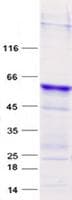 Human OPCML / OBCAM Protein (Recombinant GST, N-terminus + His, C-terminus)