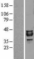 NUDT9 Protein (Over-Expression Lysate Myc-DDK (Flag))