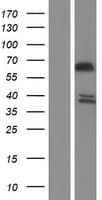 SYTL1 Protein (Over-Expression Lysate Myc-DDK (Flag))