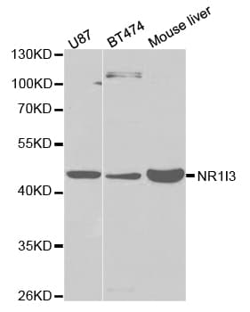 NR1I3 / CAR Antibody