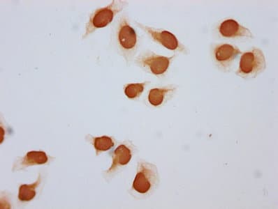 Polyclonal Rabbit anti-Human HIST1H2BN Antibody (IHC, IF)