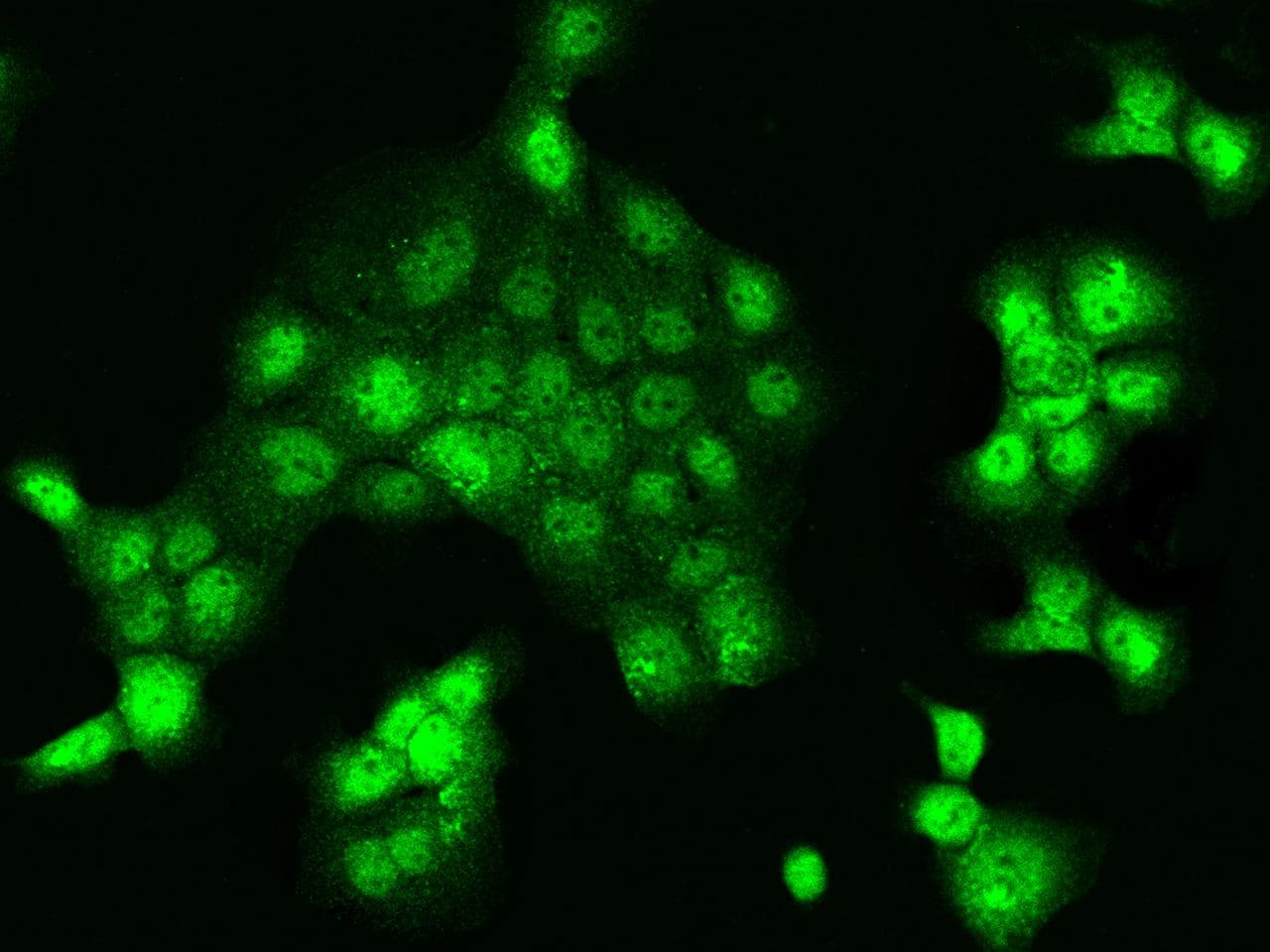 NAIF1 Antibody
