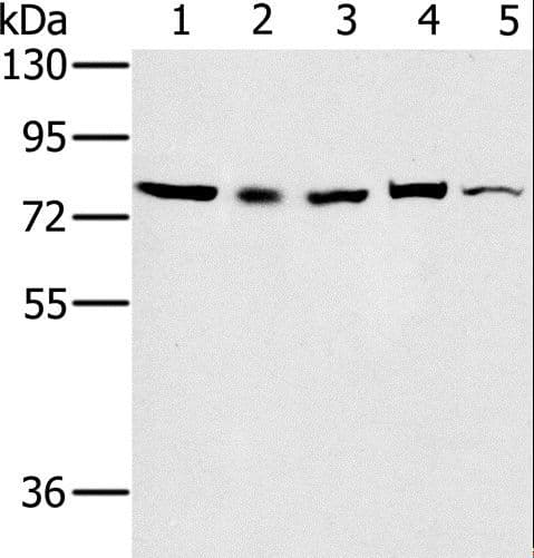 Polyclonal Rabbit anti-Human NAP1 / TAB3 Antibody (IHC, WB)