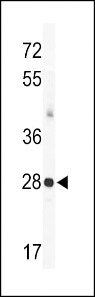 KCNIP3 / Dream / Calsenilin Antibody (aa1-30)