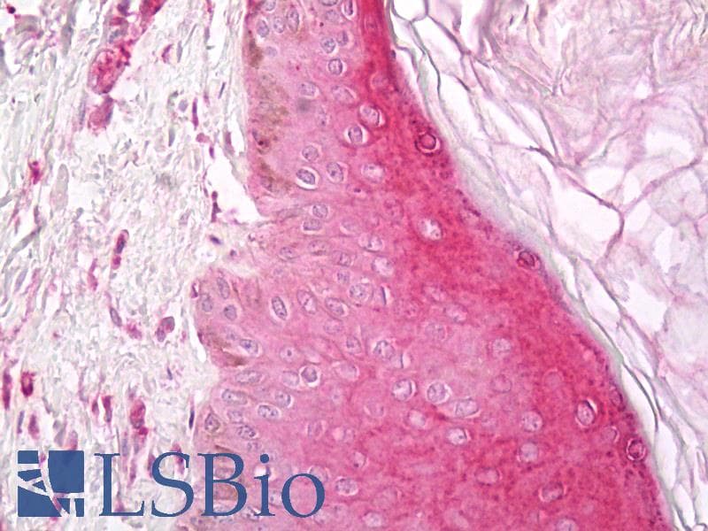 PathPlus™ BMP7 Antibody (Preservative Free)