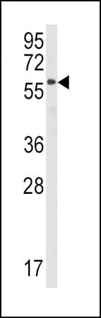STAM1 / STAM Antibody (aa326-356)