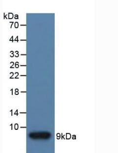 IGF2 Antibody