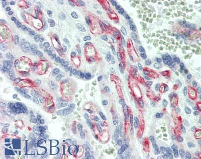 VSIG1 Antibody (aa293-322)