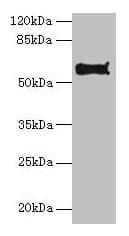 Polyclonal Rabbit anti-Mouse PDIA2 Antibody (aa21-527, WB)