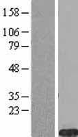 FXYD2 Protein (Over-Expression Lysate Myc-DDK (Flag))