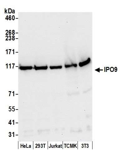 IPO9 / Importin 9 Antibody (aa991-1041)