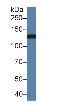 ITGAM / CD11b Antibody (aa808-931)