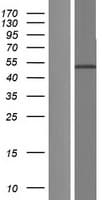 Human CD4 Protein (Over-Expression Lysate Myc-DDK (Flag))