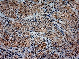 Monoclonal Mouse anti-Human NTF3 / Neurotrophin 3 Antibody (clone OTI5A2, IHC, IF, WB)