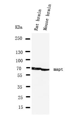 Polyclonal Rabbit anti-Human MAPT / Tau Antibody (aa29-44, WB)