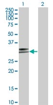 HLA-DPA1 Antibody (clone 1E3)