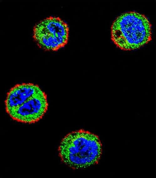 NFKBIL1 Antibody (aa327-356)
