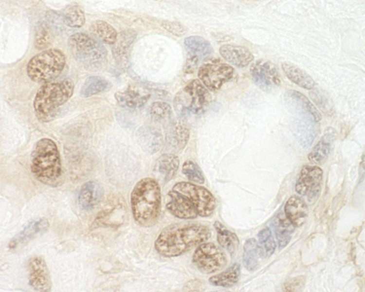 CNOT2 Antibody (aa490-540)