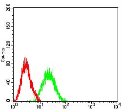 BCL11B Antibody (clone 1F8G8)