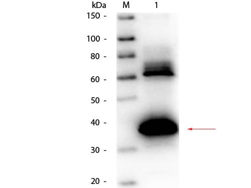 Uricase Antibody (Lyophilized, Biotin)