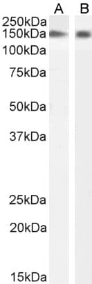 PathPlus™ NOS1 / nNOS Antibody (aa1457-1468)