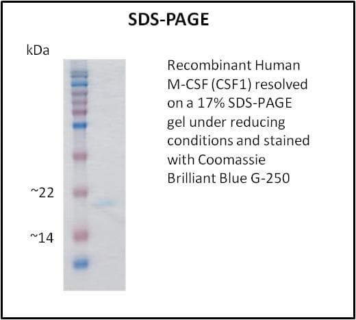 Human CSF1 / MCSF Protein (Recombinant)