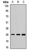 PSMA7 Antibody