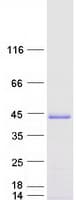 Human PDLIM2 / SLIM Protein (Recombinant Myc-DDK (Flag))