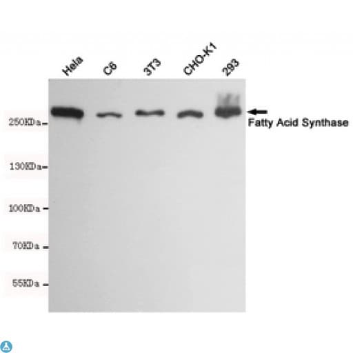 FASN / Fatty Acid Synthase Antibody