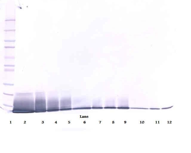 IL13 Antibody (Biotin)