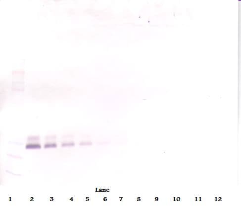 BMP7 Antibody (Biotin)