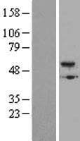 BMP5 Protein (Over-Expression Lysate Myc-DDK (Flag))