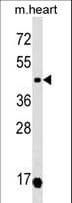 OXTR / Oxytocin Receptor Antibody (aa8-36)