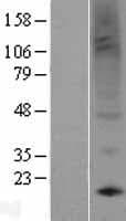 PROK1 / EG-VEGF Protein (Over-Expression Lysate Myc-DDK (Flag))