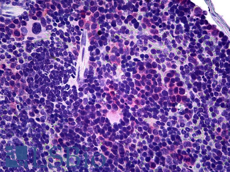 IHC-plus™ TCR Gamma + TCR Delta Antibody (clone GL-3, FITC)