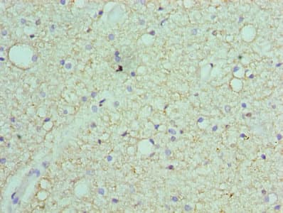 SEPT7 / Septin 7 Antibody (aa308-437)