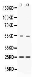 VAMP7 / SYBL1 / T1 VAMP Antibody