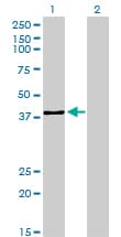 Monoclonal Mouse anti-Human USF2 Antibody (clone 5E9, IHC, IF, WB)