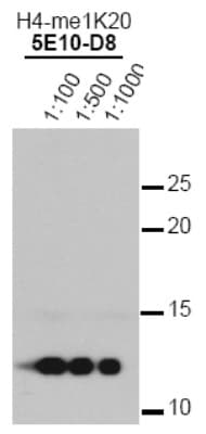 Histone H4 Antibody (Mono-Methyl-Lys20, clone 5E10-D8)