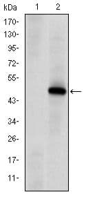 PRKDC / DNA-PKcs Antibody (clone 3H6)