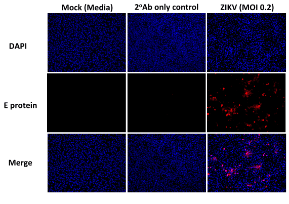 Flavivirus Antibody (Flavivirus group antigen, clone D1-4G2-4-15 (4G2))