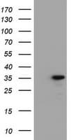 JUN / c-Jun Antibody (clone OTI7H5)