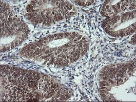 LMO2 Antibody (clone OTI1G10)