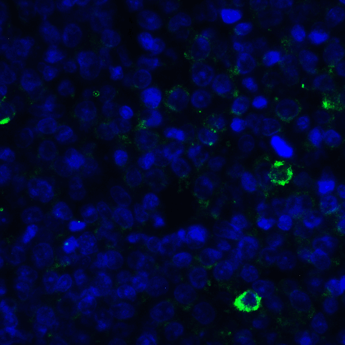 TNFSF14 / LIGHT Antibody (clone 8D4)